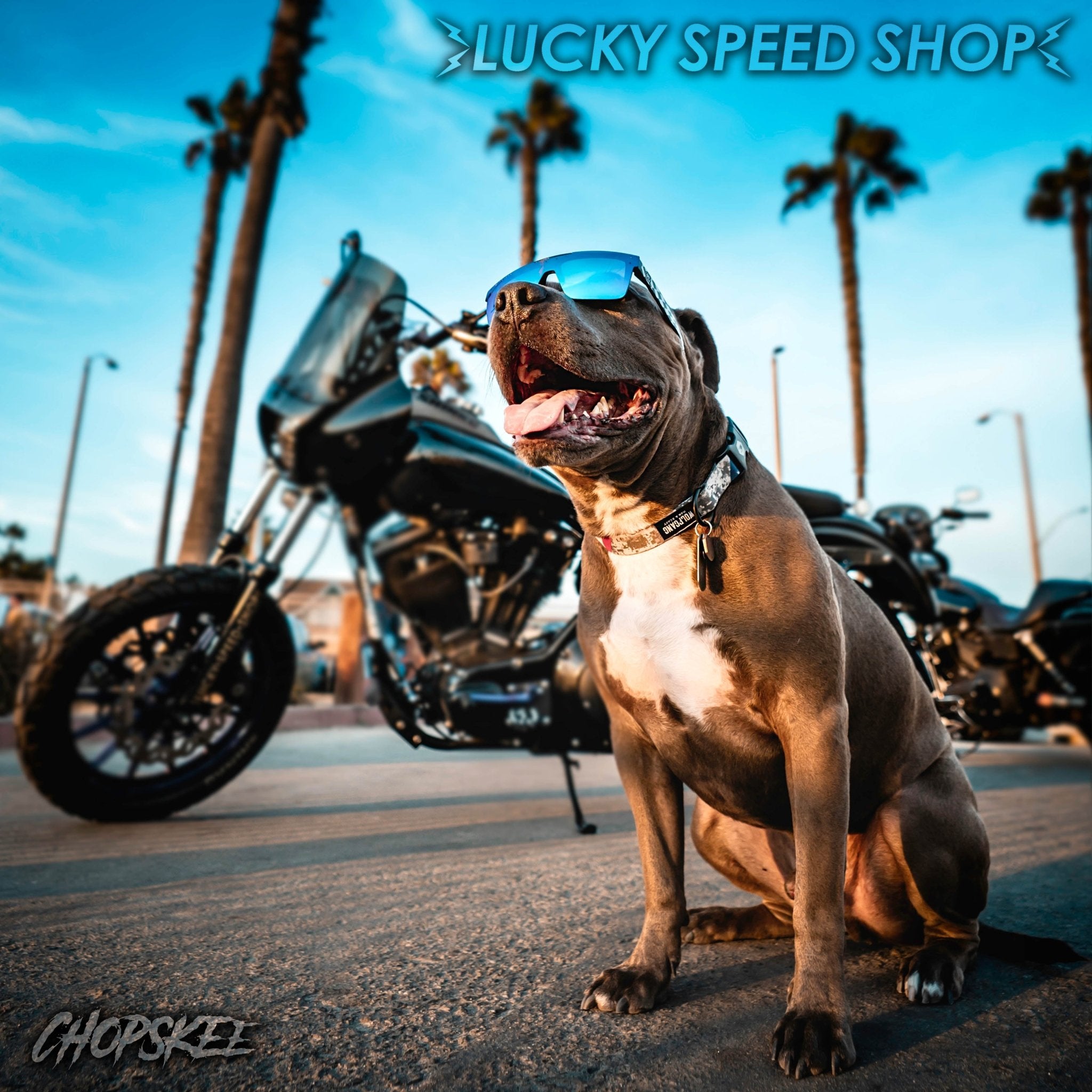 Lucky Speed Top Choices - Lucky Speed Shop